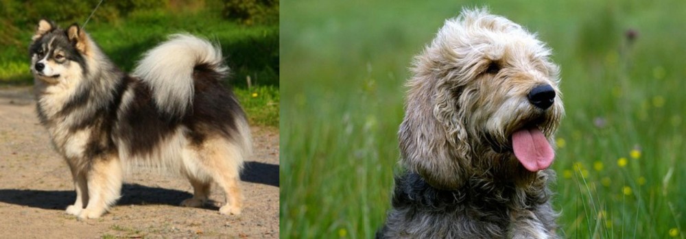Otterhound vs Finnish Lapphund - Breed Comparison