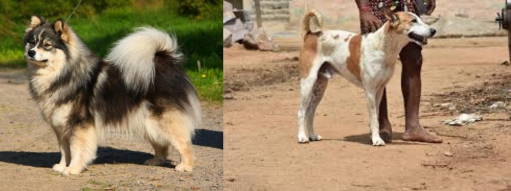 Pandikona vs Finnish Lapphund - Breed Comparison