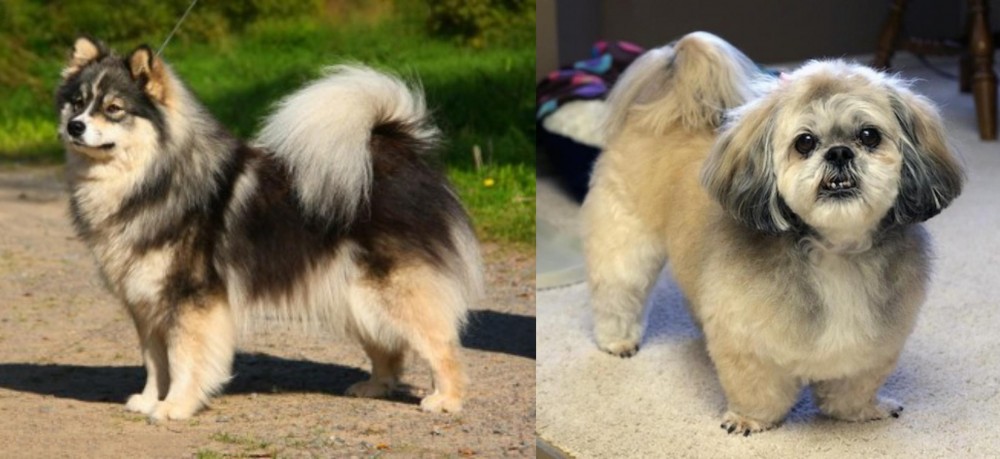 PekePoo vs Finnish Lapphund - Breed Comparison