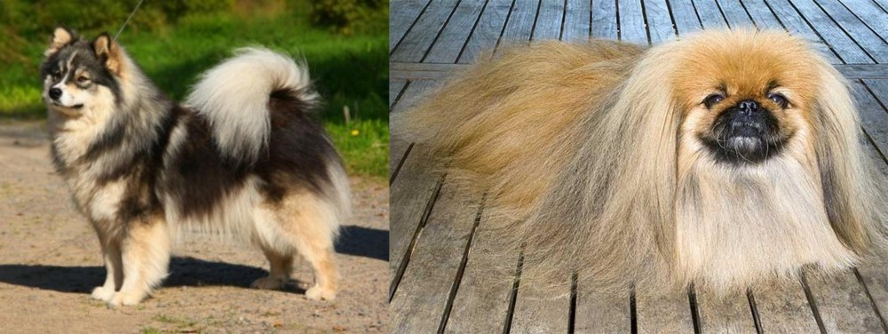 Pekingese vs Finnish Lapphund - Breed Comparison