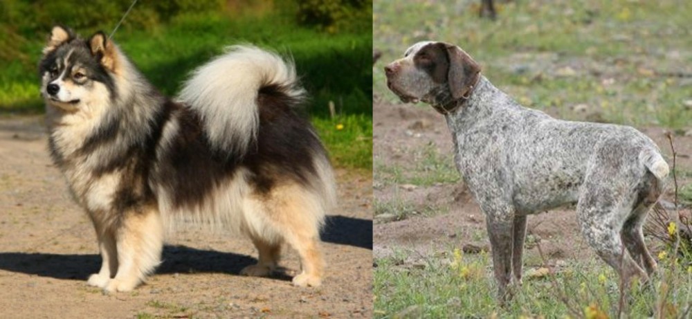 Perdiguero de Burgos vs Finnish Lapphund - Breed Comparison