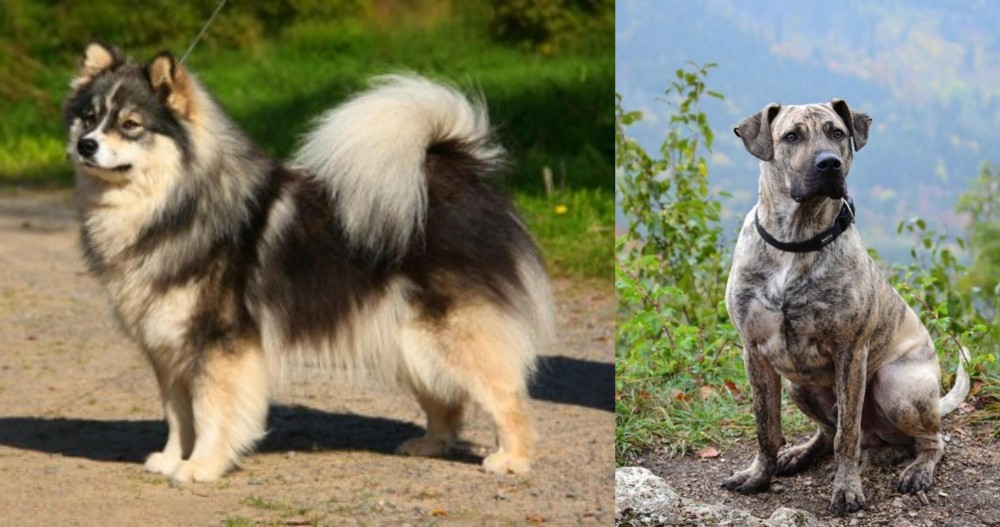 Perro Cimarron vs Finnish Lapphund - Breed Comparison