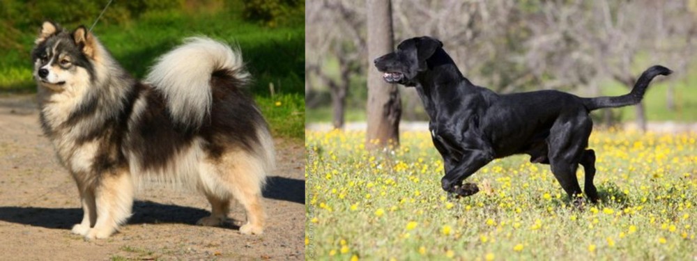 Perro de Pastor Mallorquin vs Finnish Lapphund - Breed Comparison