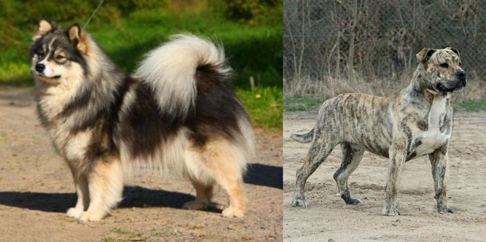 Perro de Presa Mallorquin vs Finnish Lapphund - Breed Comparison