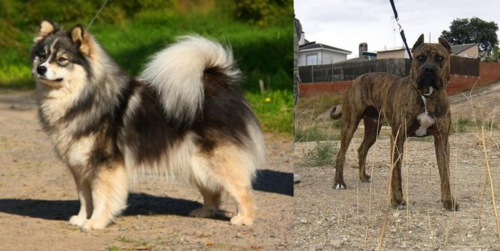 Perro de Toro vs Finnish Lapphund - Breed Comparison