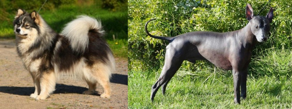 Peruvian Hairless vs Finnish Lapphund - Breed Comparison