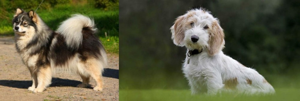Petit Basset Griffon Vendeen vs Finnish Lapphund - Breed Comparison