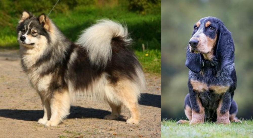 Petit Bleu de Gascogne vs Finnish Lapphund - Breed Comparison