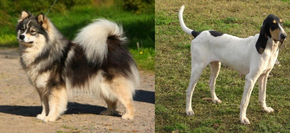 Petit Gascon Saintongeois vs Finnish Lapphund - Breed Comparison