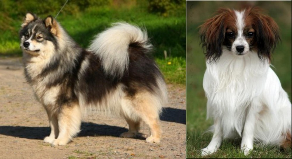 Phalene vs Finnish Lapphund - Breed Comparison