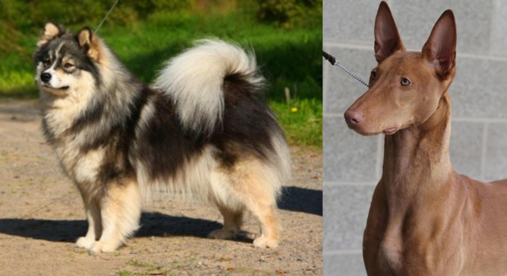 Pharaoh Hound vs Finnish Lapphund - Breed Comparison