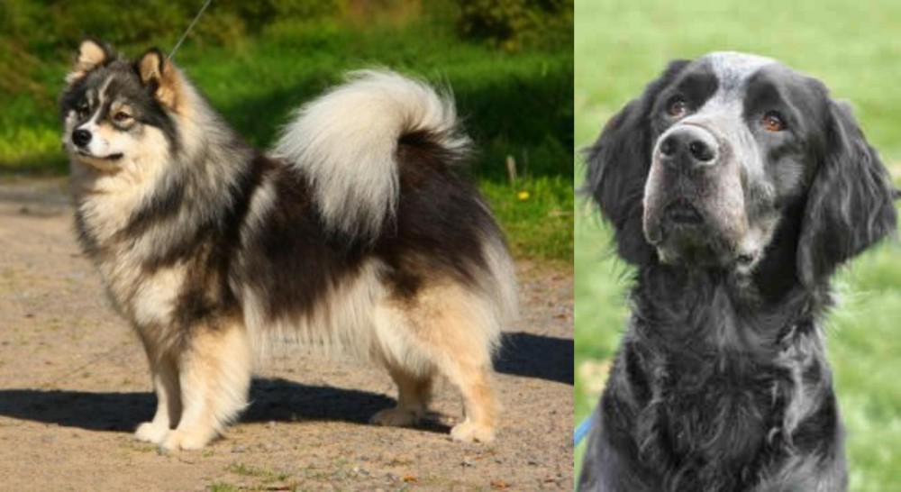 Picardy Spaniel vs Finnish Lapphund - Breed Comparison