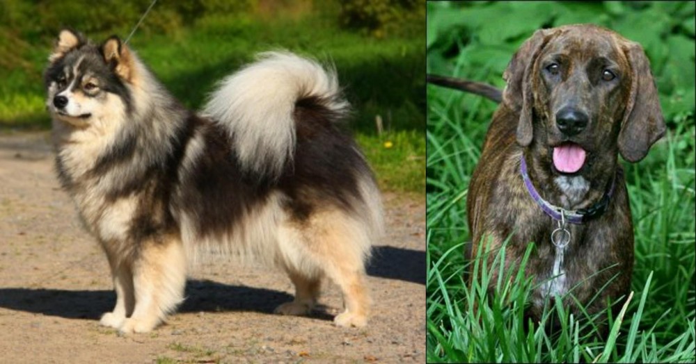 Plott Hound vs Finnish Lapphund - Breed Comparison