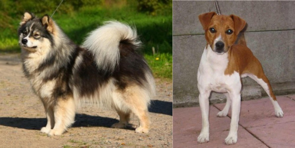 Plummer Terrier vs Finnish Lapphund - Breed Comparison
