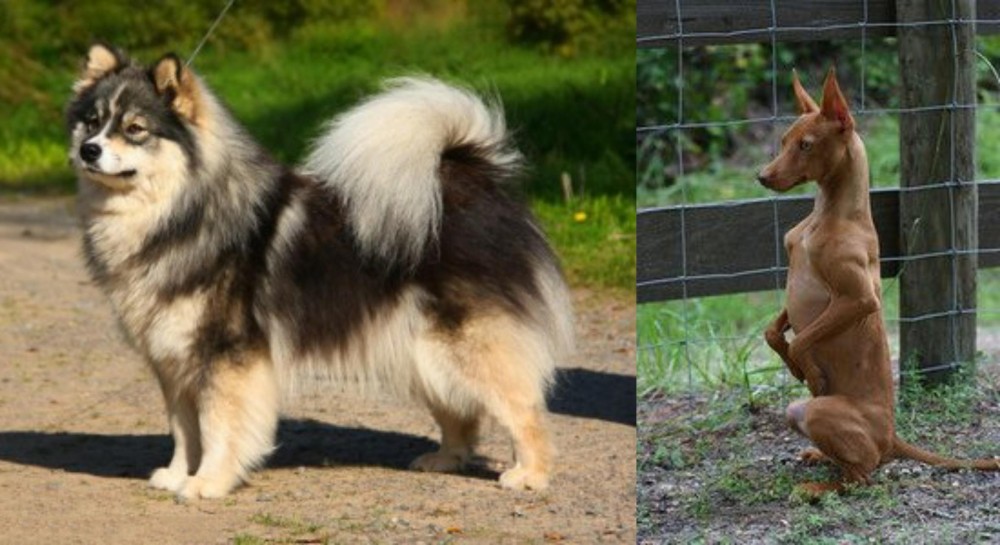 Podenco Andaluz vs Finnish Lapphund - Breed Comparison