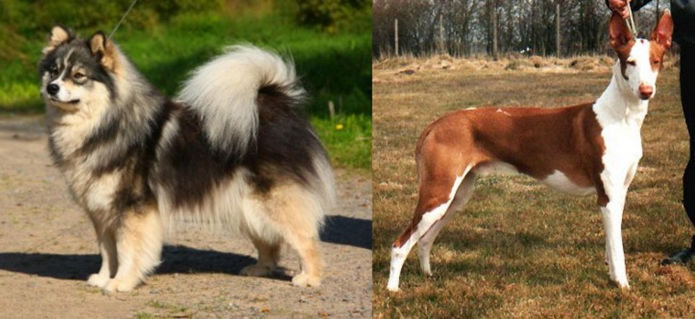 Podenco Canario vs Finnish Lapphund - Breed Comparison