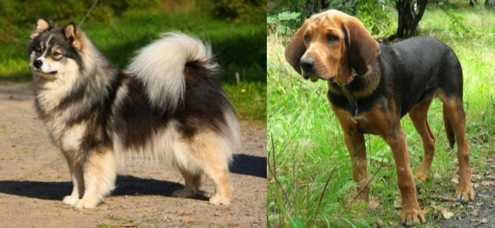 Polish Hound vs Finnish Lapphund - Breed Comparison