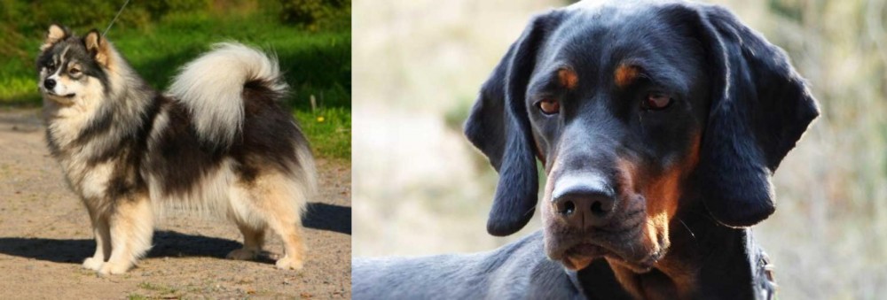 Polish Hunting Dog vs Finnish Lapphund - Breed Comparison