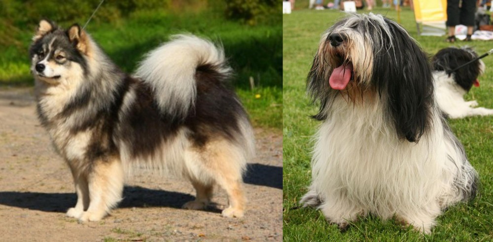 Polish Lowland Sheepdog vs Finnish Lapphund - Breed Comparison