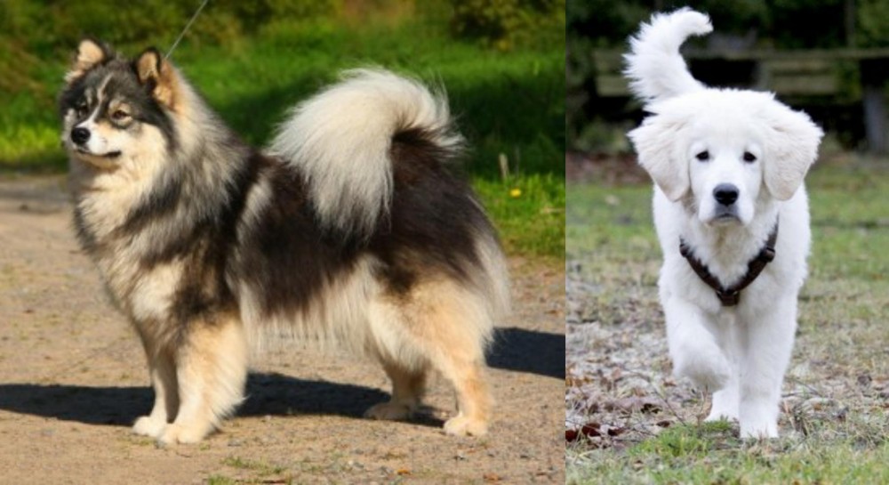 Polish Tatra Sheepdog vs Finnish Lapphund - Breed Comparison