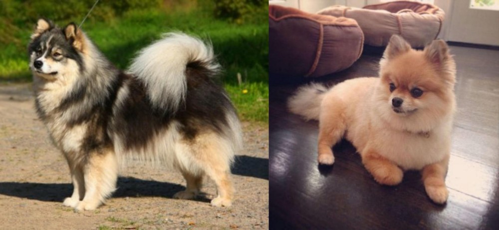 Pomeranian vs Finnish Lapphund - Breed Comparison