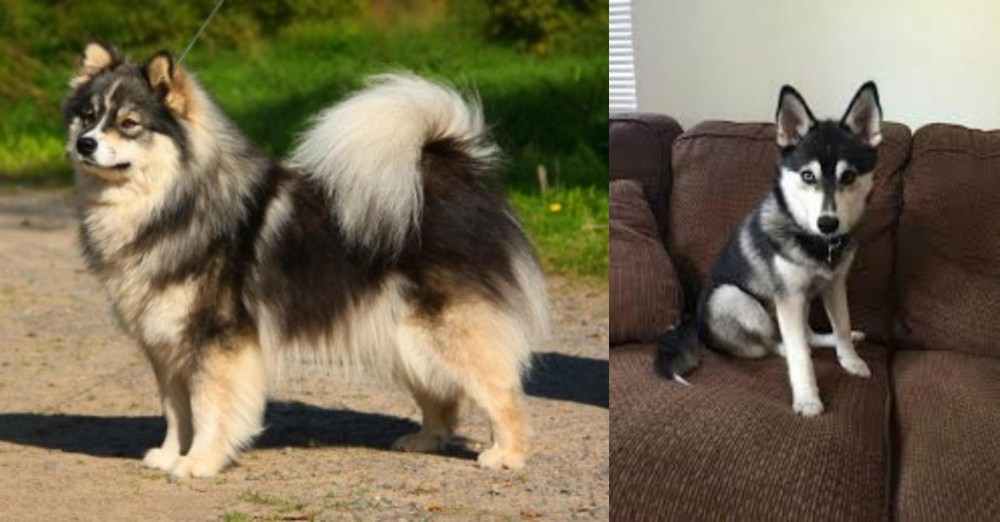 Pomsky vs Finnish Lapphund - Breed Comparison