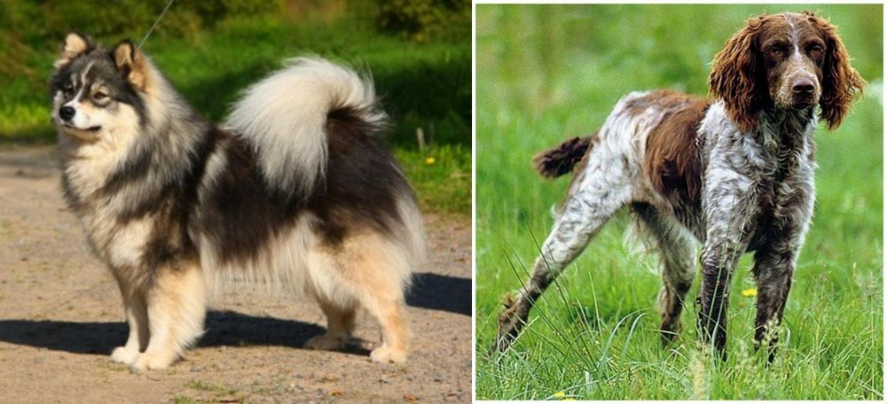 Pont-Audemer Spaniel vs Finnish Lapphund - Breed Comparison