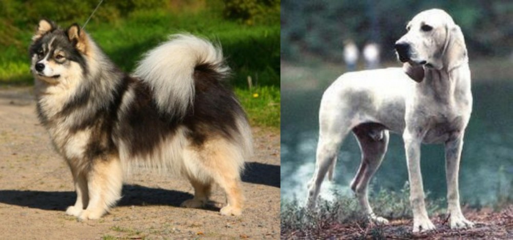 Porcelaine vs Finnish Lapphund - Breed Comparison