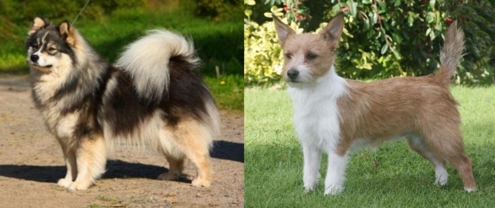 Portuguese Podengo vs Finnish Lapphund - Breed Comparison