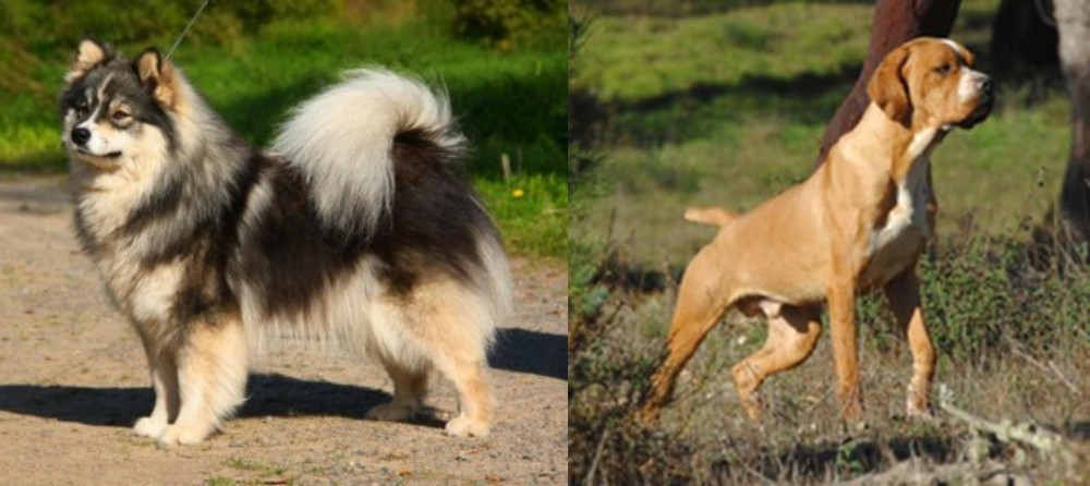 Portuguese Pointer vs Finnish Lapphund - Breed Comparison