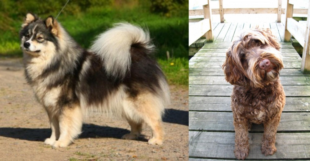 Portuguese Water Dog vs Finnish Lapphund - Breed Comparison