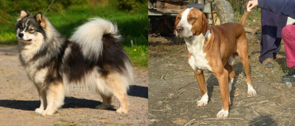 Posavac Hound vs Finnish Lapphund - Breed Comparison