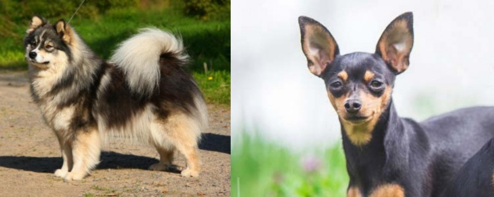 Prazsky Krysarik vs Finnish Lapphund - Breed Comparison