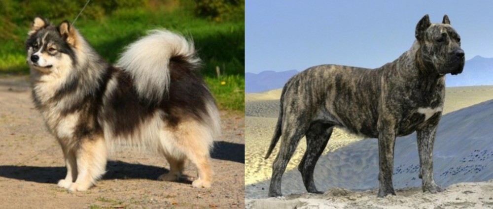 Presa Canario vs Finnish Lapphund - Breed Comparison