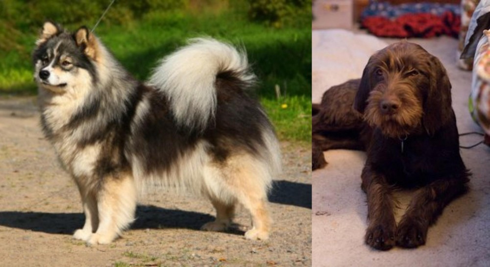 Pudelpointer vs Finnish Lapphund - Breed Comparison