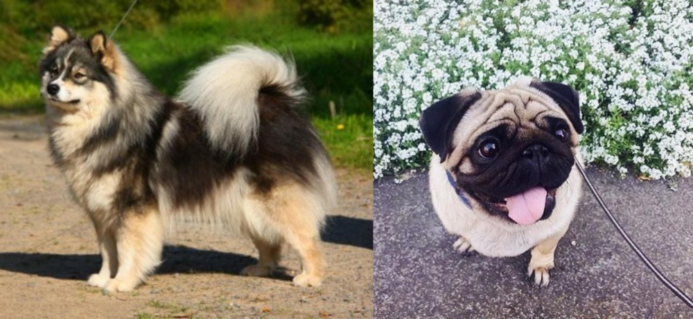 Pug vs Finnish Lapphund - Breed Comparison