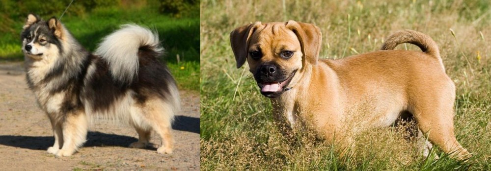 Puggle vs Finnish Lapphund - Breed Comparison