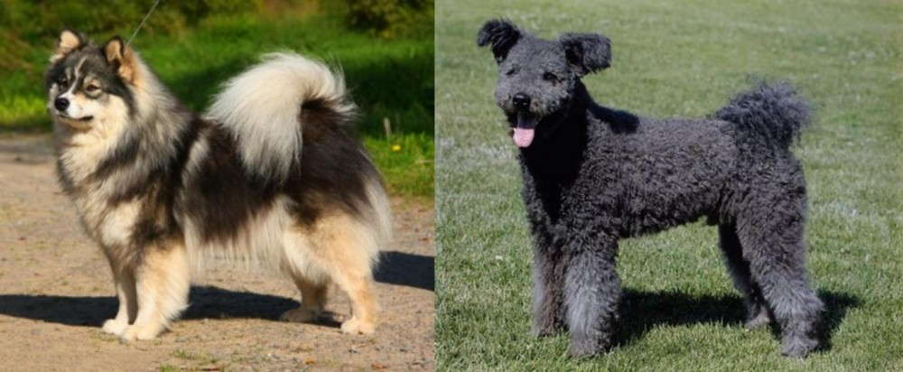 Pumi vs Finnish Lapphund - Breed Comparison