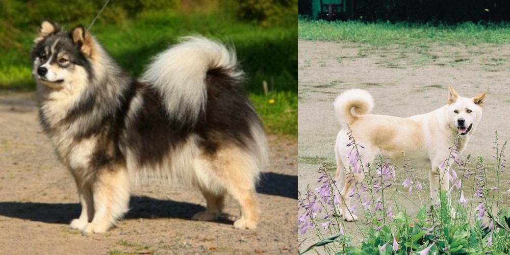 Pungsan Dog vs Finnish Lapphund - Breed Comparison
