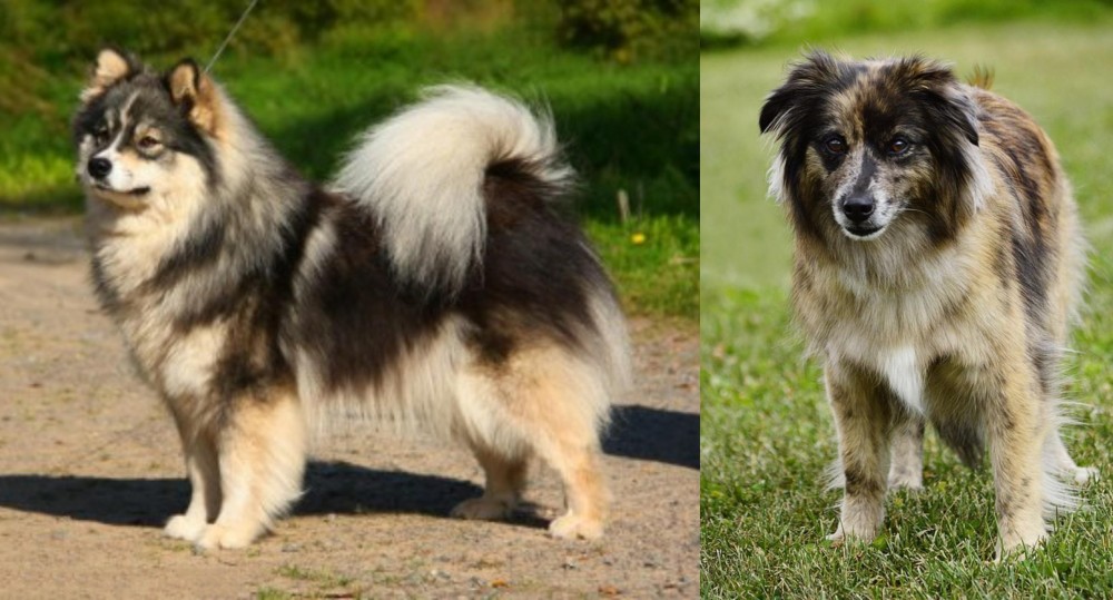 Pyrenean Shepherd vs Finnish Lapphund - Breed Comparison