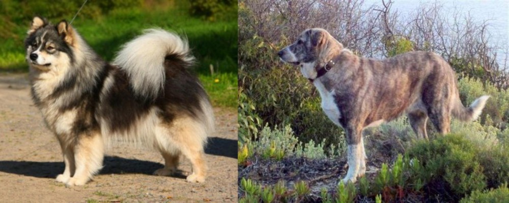 Rafeiro do Alentejo vs Finnish Lapphund - Breed Comparison