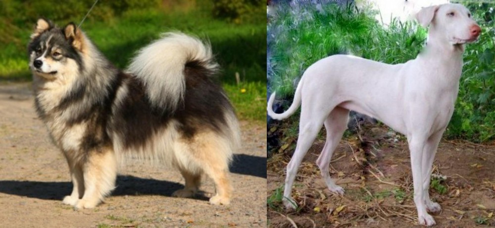 Rajapalayam vs Finnish Lapphund - Breed Comparison