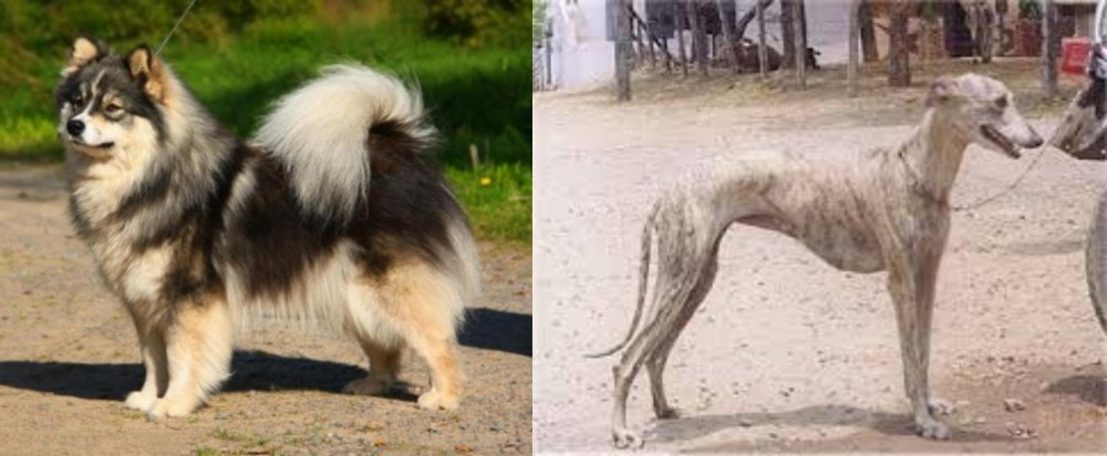Rampur Greyhound vs Finnish Lapphund - Breed Comparison