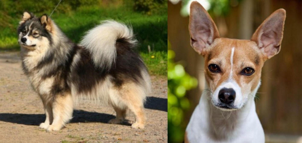 Rat Terrier vs Finnish Lapphund - Breed Comparison
