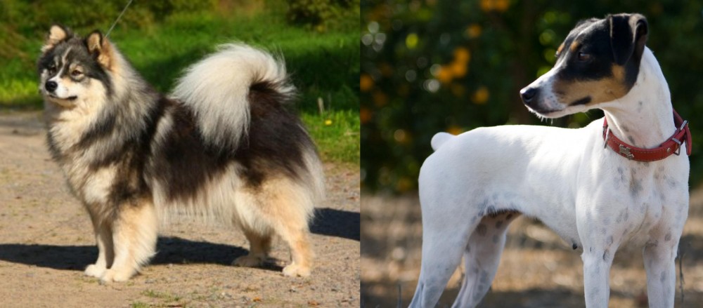 Ratonero Bodeguero Andaluz vs Finnish Lapphund - Breed Comparison