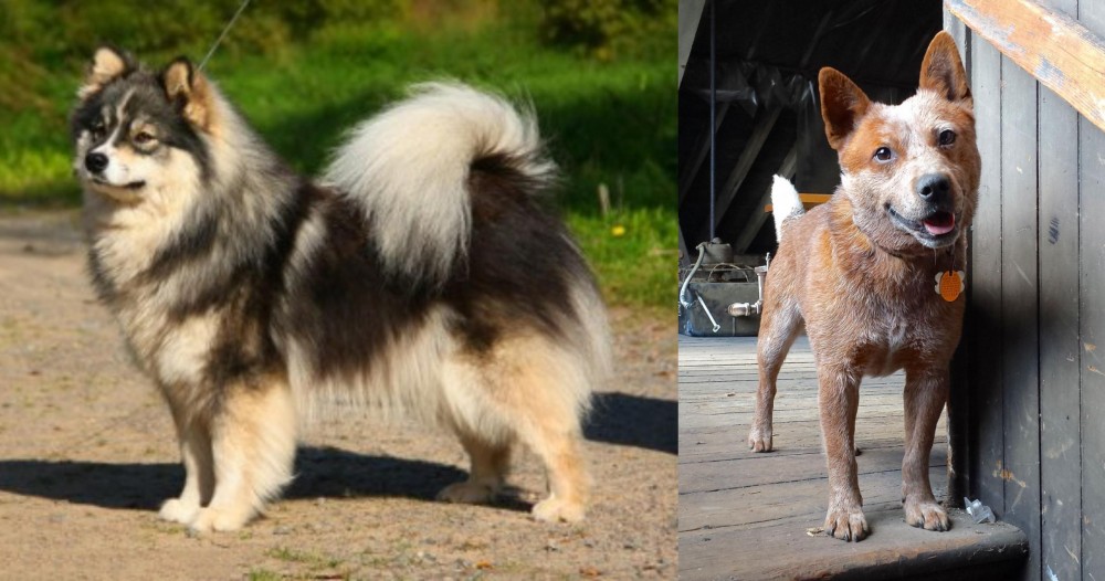 Red Heeler vs Finnish Lapphund - Breed Comparison