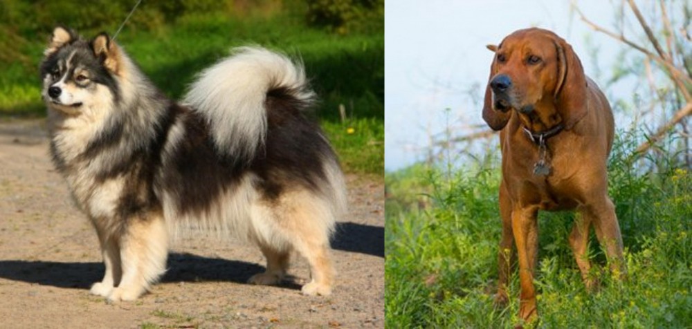 Redbone Coonhound vs Finnish Lapphund - Breed Comparison