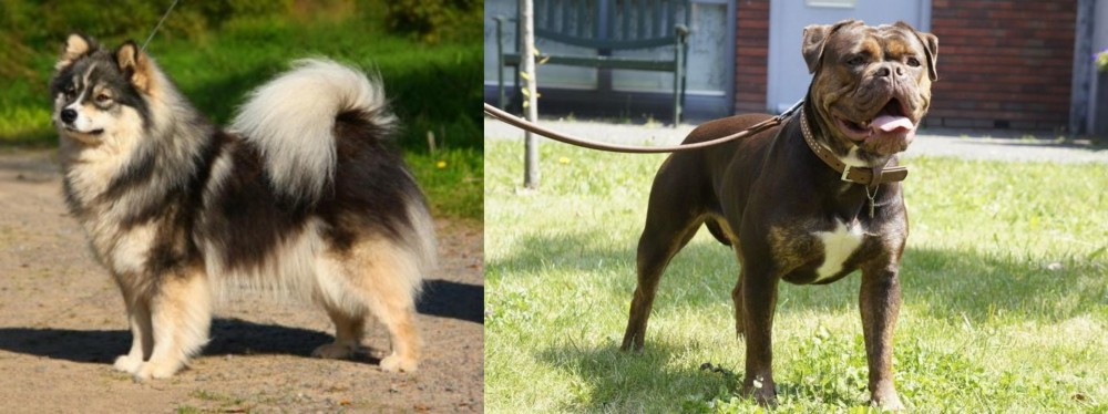 Renascence Bulldogge vs Finnish Lapphund - Breed Comparison