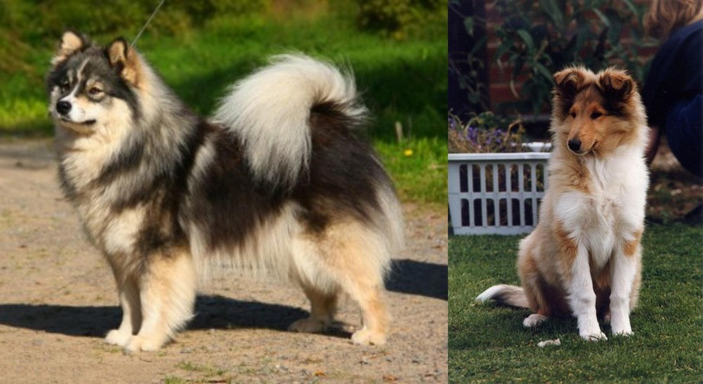 Rough Collie vs Finnish Lapphund - Breed Comparison