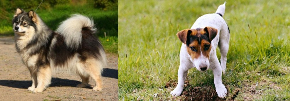 Russell Terrier vs Finnish Lapphund - Breed Comparison
